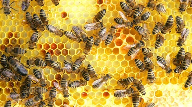 Honeybees on comb