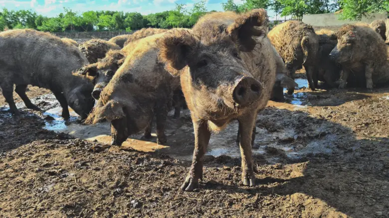 Skupina prasat plemene mangalica v blate na farme.