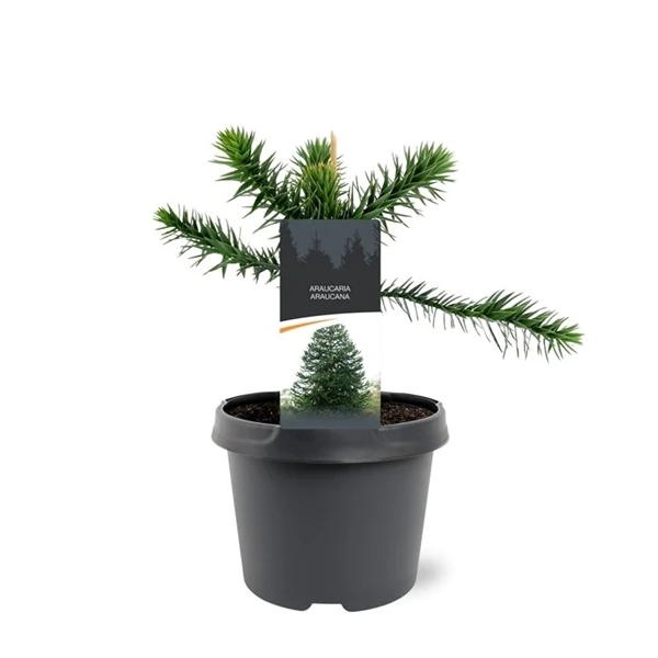 Blahočet chilský v květináči s etiketou Araucaria araucana