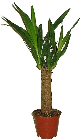 Juka yucca elephantipes v hrnci s dlouhými zelenými listy.