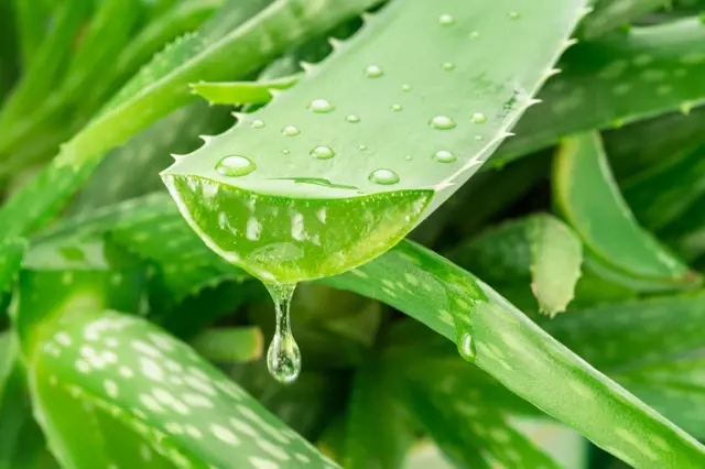 Listek aloe vera s kapkami vody připravený k zakořenění.