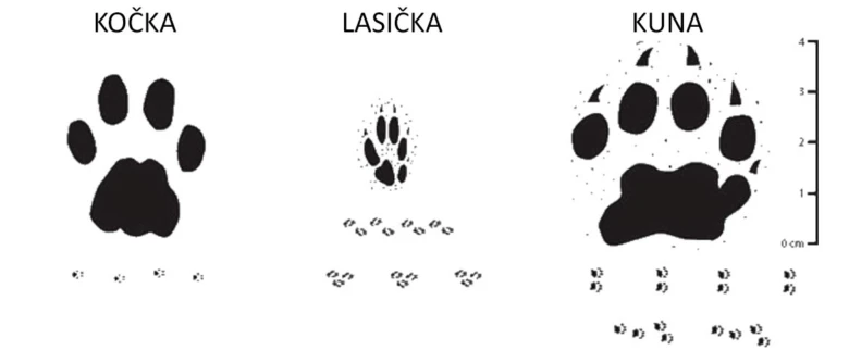Porovnání stop kočky, myši a lišky pro identifikaci.