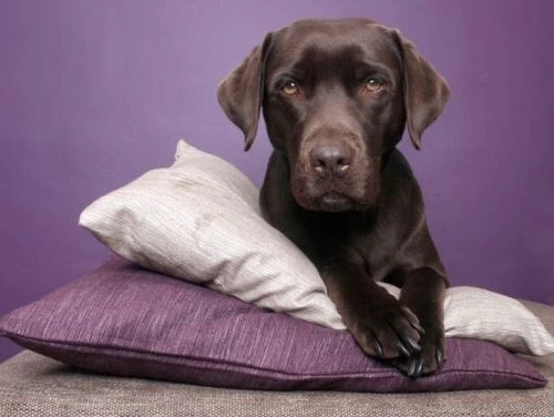 Čokoládový labrador na fialových polštářích.