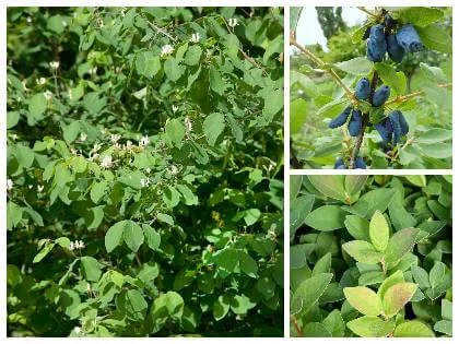 Kamčatská borůvka – listy, květy a plody