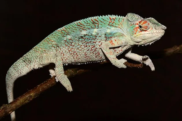 Zelený chameleon sedící na větvi.