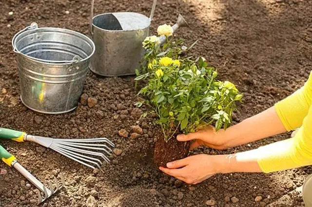 Rostlina růže se sází do země pomocí zahradnických nástrojů.