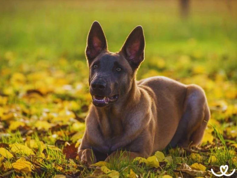 Černý belgický ovčák malinois leží na trávě.