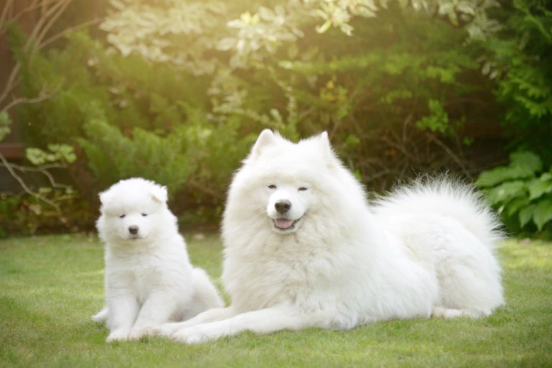 Dospělý samojed s štěnětem na trávníku.