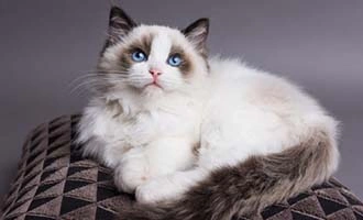 Přitažlivá kočka plemene ragdoll s velkýma ušima.