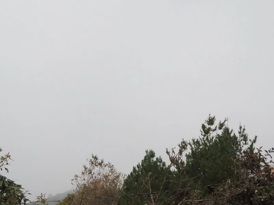 Šedé mraky nad stromy na zataženém obloze.