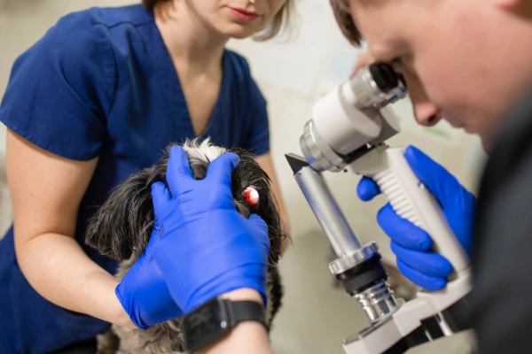 Veterinární oční vyšetření psa pomocí oftalmoskopu