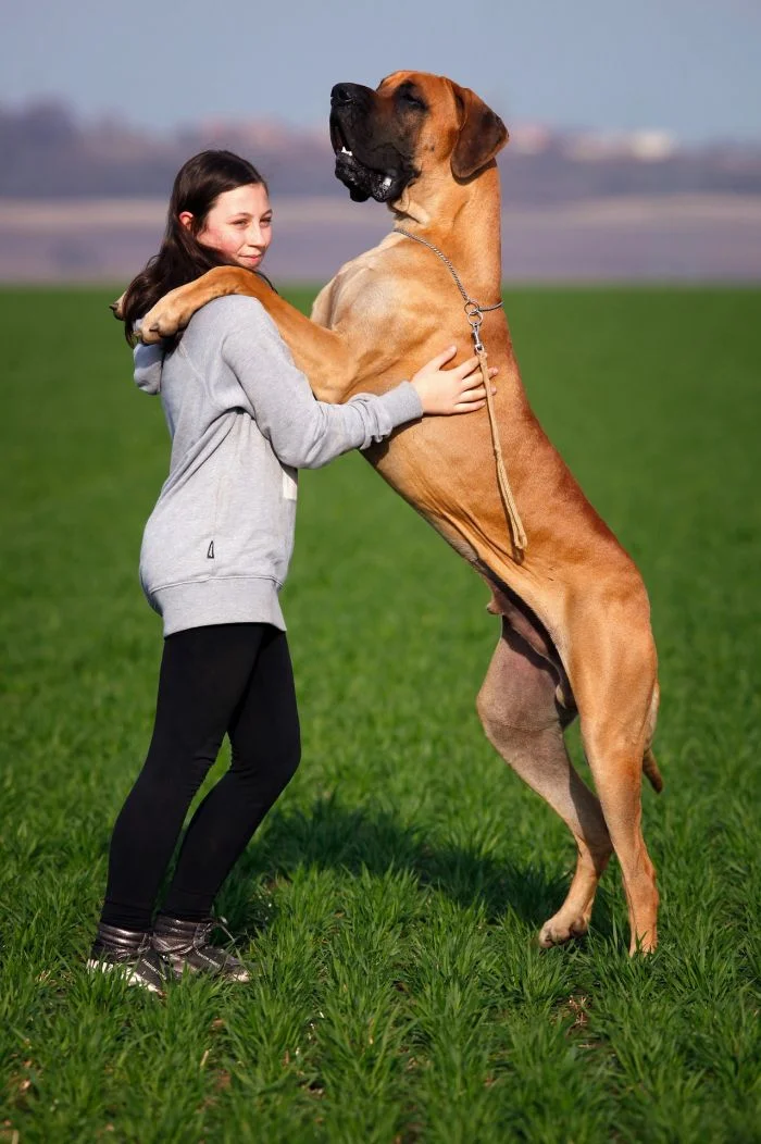 Mladá žena objímající velkého anglického mastifa na louce.