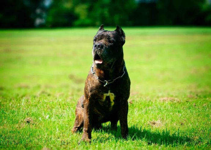 Americký bandog sedí na trávníku v parku.