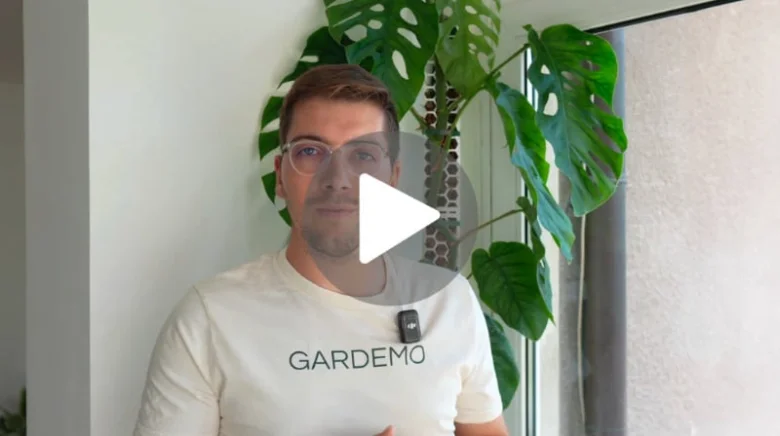Monstera rostlina v interiéru s přírodním světlem