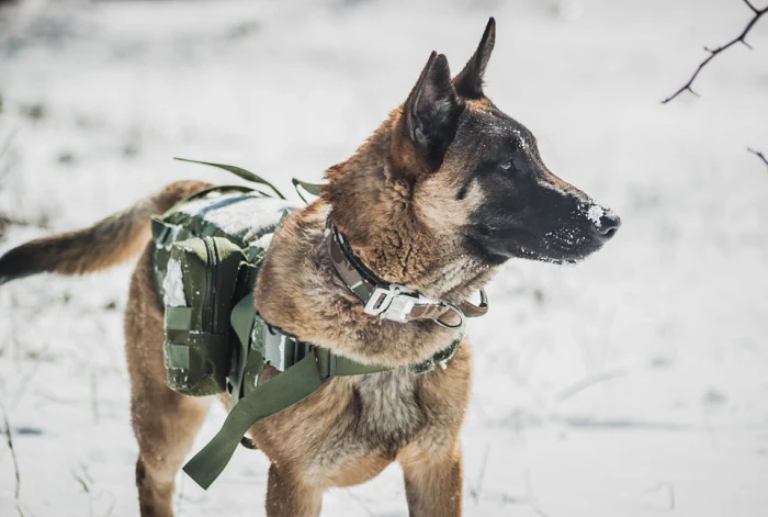 Belgický ovčák malinois v zimním terénu s výstrojí.