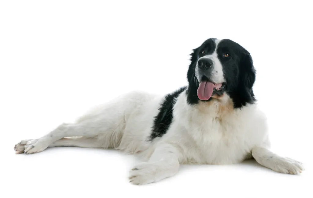 Černobílý pes plemene Landseer leží na bílém pozadí.