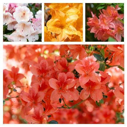 Růžové a žluté rododendrony v květináči v plném květu