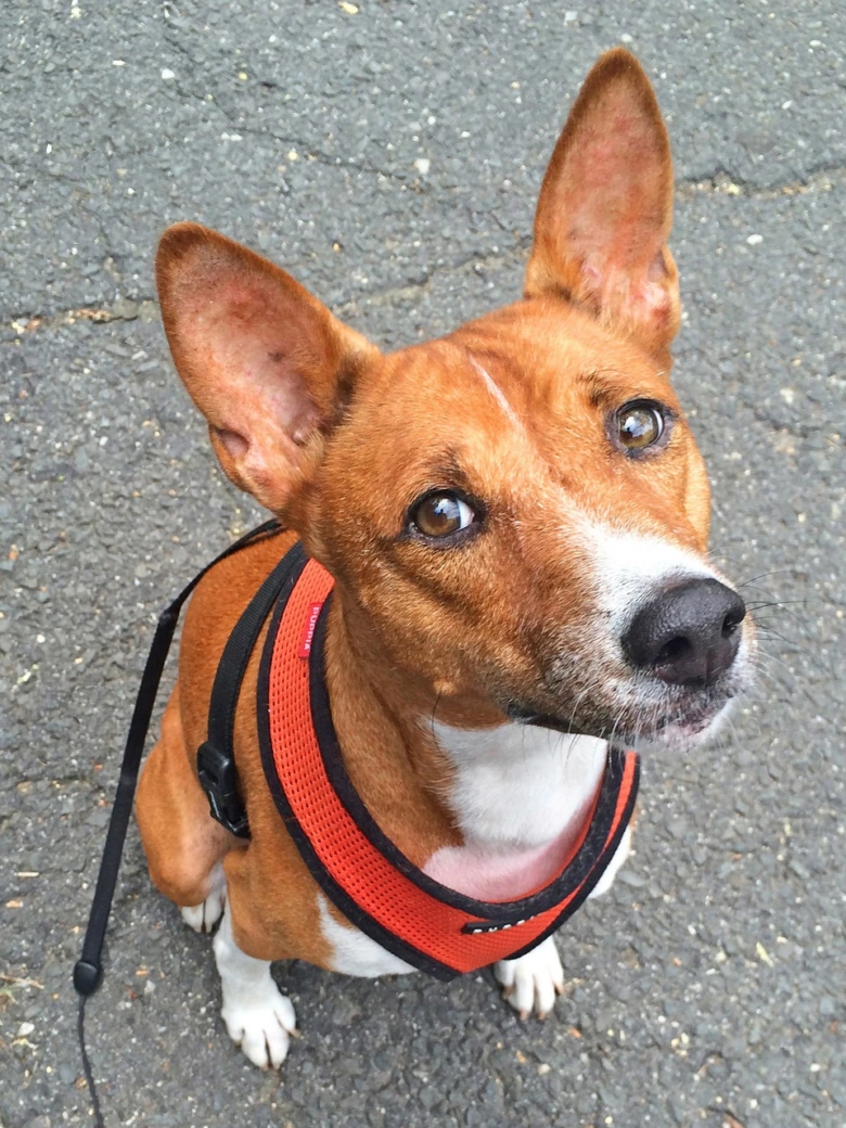 Basenji pes v oranžovém popruhu sedí na asfaltu.