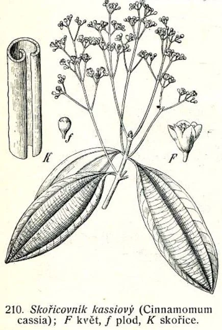 Botanická ilustrace skořice Cassia s listy a květy.