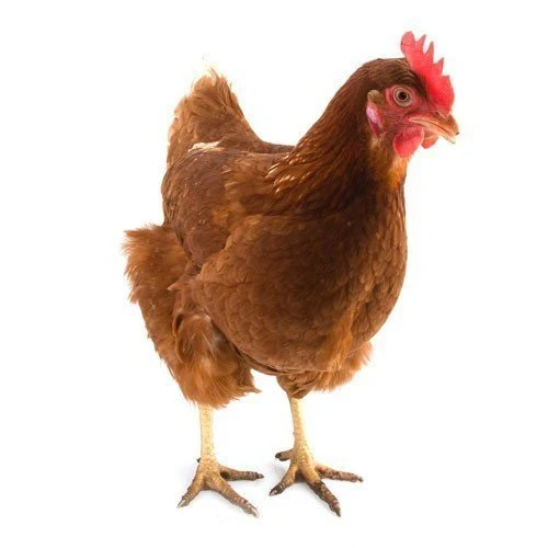 Hnědá slepice ISA na bílém pozadí