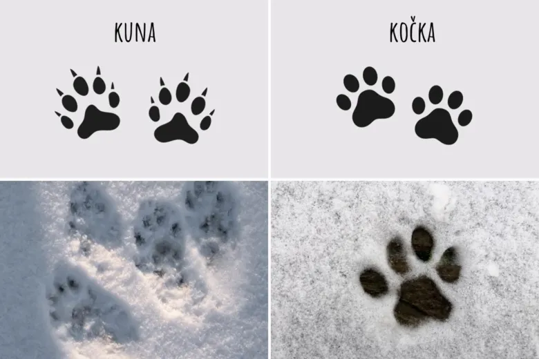 Porovnání stopy kuny a kočky v sněhu