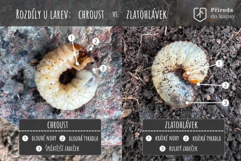 Porovnání bílých larv v zemi: chroust vs. zlatohlávek