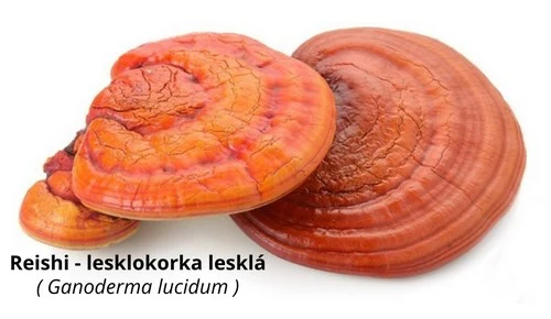 Lesklokorka lesklá, houba Ganoderma lucidum.