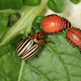 Larva a kukla škůdce pestřenka na listu rostliny.
