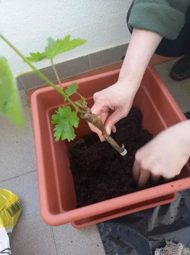 Sazování mladé vinné révy do květináče.