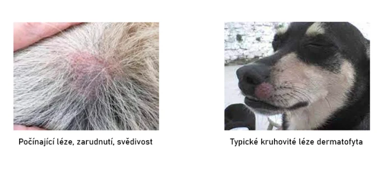 Plíseň u psa: příznaky, léčba a prevence