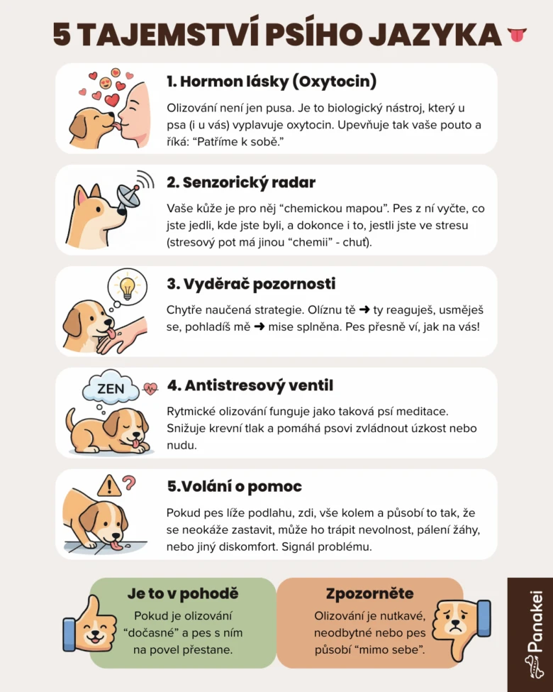 Infografika o důvodech, proč psi olizují nohy.