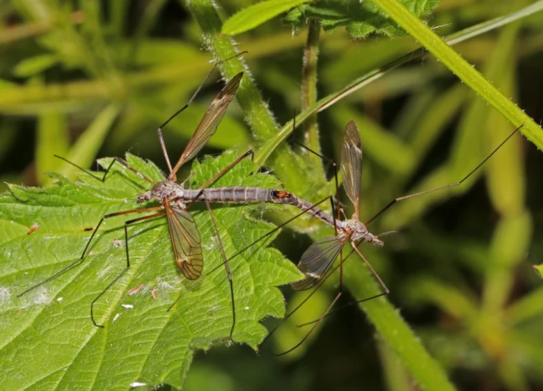Crane flies mating on leaf