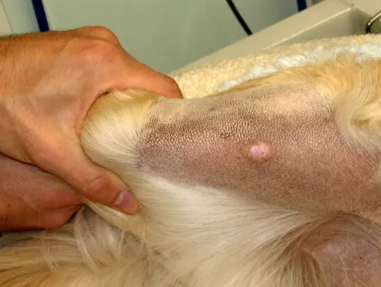 Veterinář zkoumá absces na kůži psa.