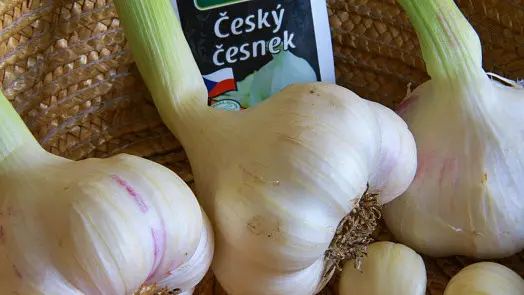 Čerstvý česnek s nadýmkou na pleteném podkladu