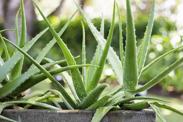 Zelená rostlina Aloe vera s trny na listech.
