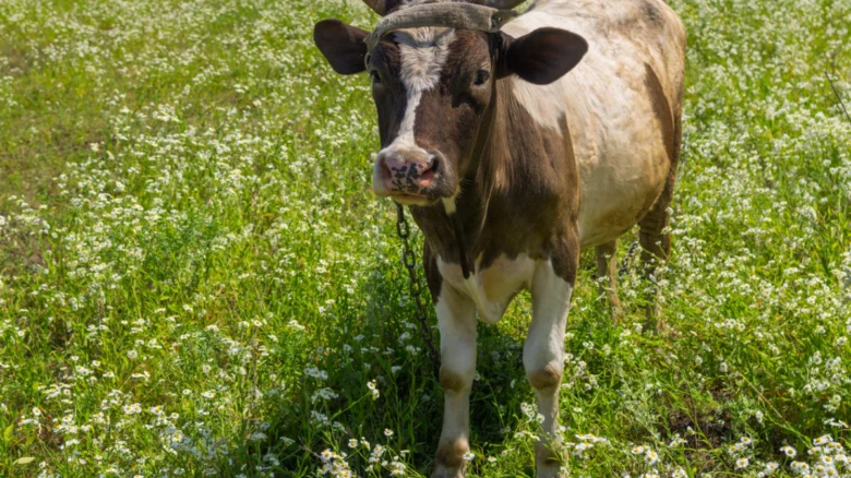 Hovězí dobytec pasou se na zelené louce s květinami.