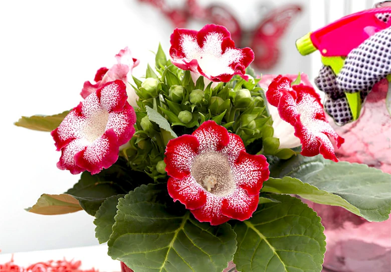 Kvetoucí rostlina Gloxinia s červenobílými květy v hrnci.