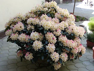 Rozkvetlý rododendron v květináči na zahradě