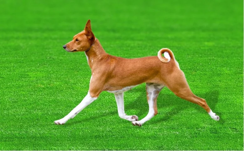 Hnědo-bílý basenji plemeno chodící po zelené trávě.