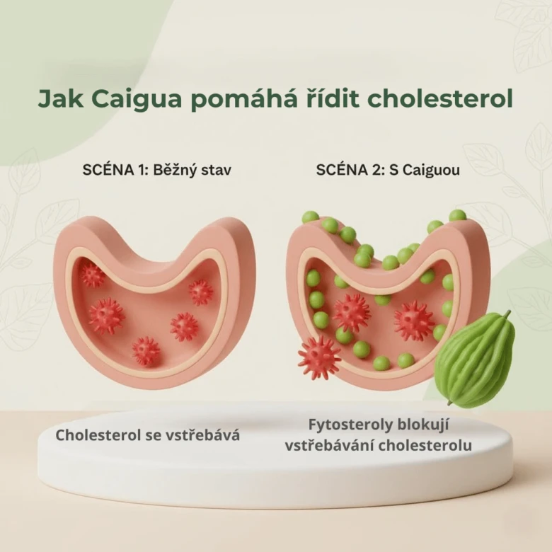 Jak Caigua pomáhá řídit cholesterol – vizuální vysvětlení