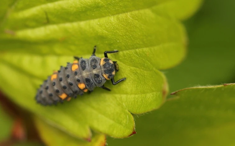 Larva pestřenky na zeleném listu.