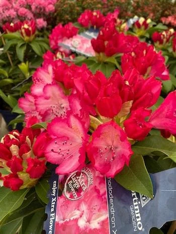 Rozkvetlý rododendron v květináči s růžovými a červenými květy