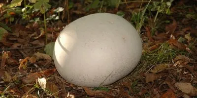 Bílá pýchavka jedovatá ležící na listí v lese.