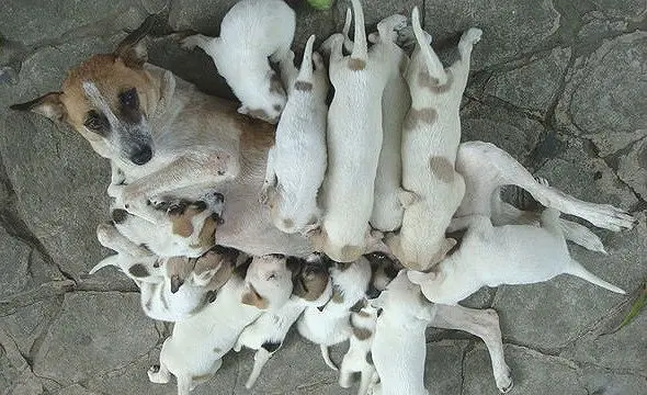 Matka pes kojí svá štěňata na kamenné dlažbě.
