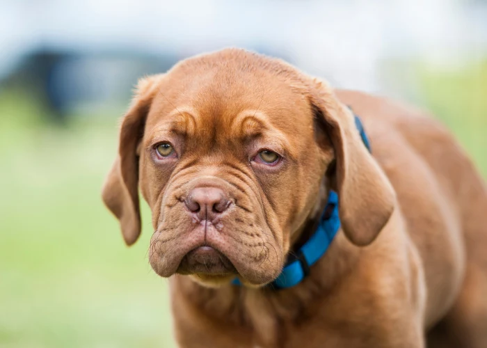 Brown dog puppy