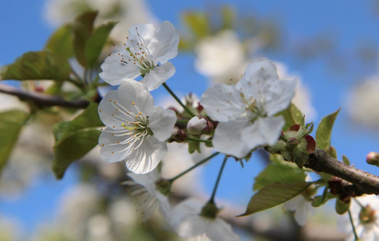 Bílé květy třešně prunus avium na větvi s listy.