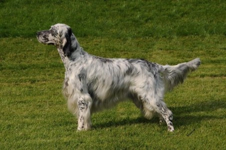 Anglický setter stojí na trávníku s charakteristickým mramorovaným srstí.
