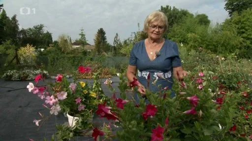 Žena péče o kvetoucí rostliny v zahradě