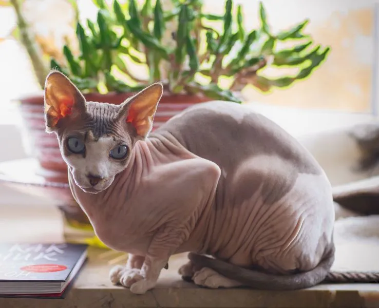 Holohlavá kočka Sphynx na okenním parapetu