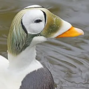 Portrét kachny s bílou hlavou a oranžovým zobákem.